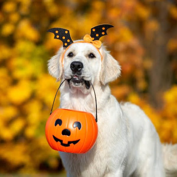 halloween dog